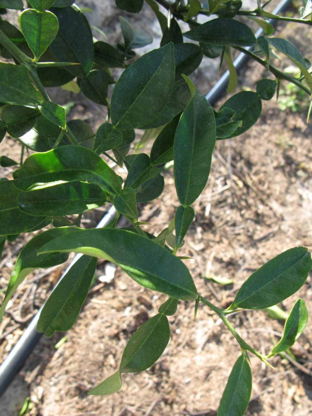            Shade leaves (Winter Haven, FL)        